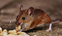 24 Hour & Emergency Exterminators in Pablo, MT